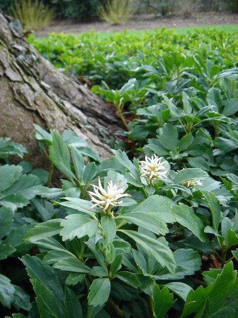Pachysandra terminalis
